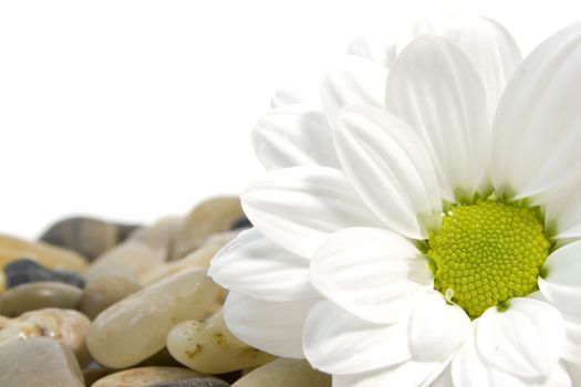 beautiful white daisy on colorful pebble stones with copy space
