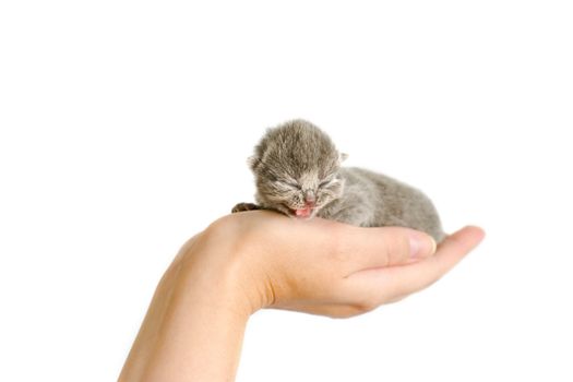 Very small kitty (3 days) in hand. Miaows.