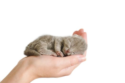Small mauve kitty sleeping on woman's palm. 3 days from birth