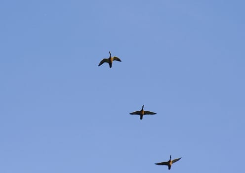 Three ducks flying in the blue sky