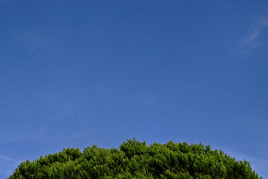 Lisbon sky with pines, works nicely as a presentation background within an environmental context.