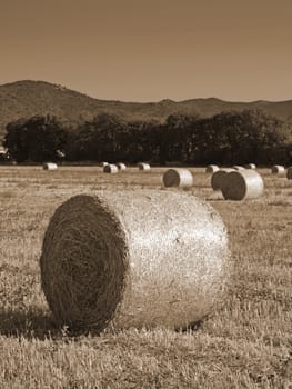 a view of some hayrolls in a meadow