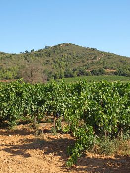 an image of vineyards in Provence country