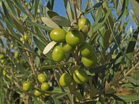 some branches withf green olives in Provence