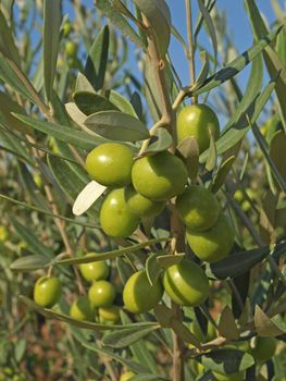 some branches withf green olives in Provence