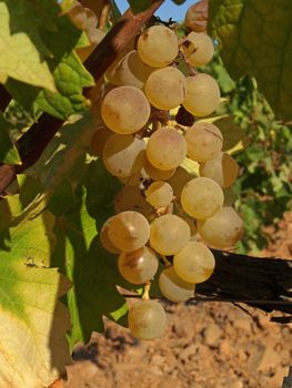 image of some bunches of grape in a provence vineyard