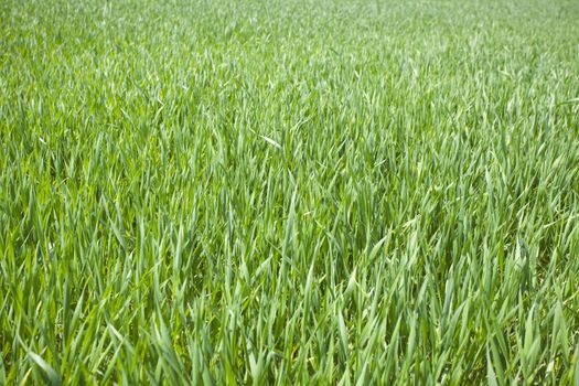 Green grain not ready for harvest growing in a farm field