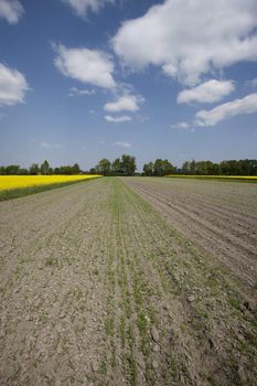 Green grain not ready for harvest growing in a farm field