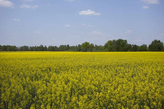 Beautiful golden fields of rape