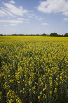 Beautiful golden fields of rape