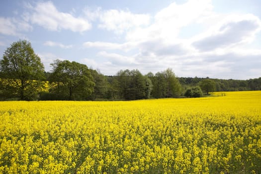 Beautiful golden fields of rape