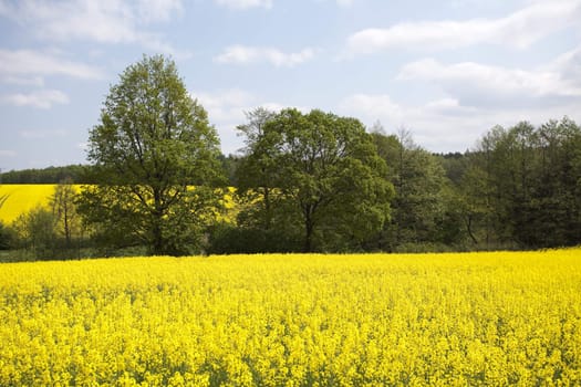 Beautiful golden fields of rape