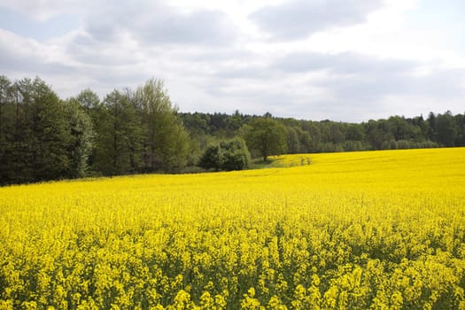 Beautiful golden fields of rape