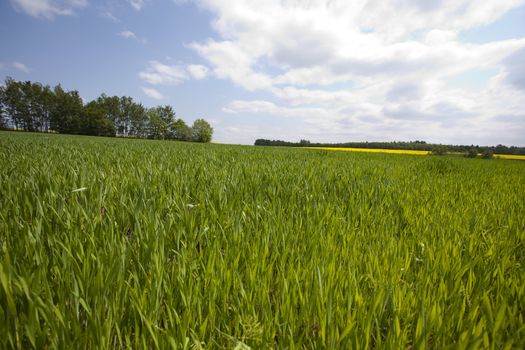 Green grain not ready for harvest growing in a farm field