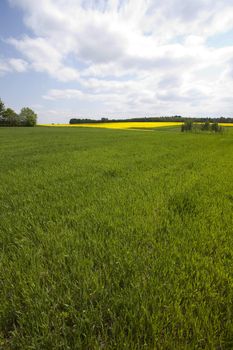 Green grain not ready for harvest growing in a farm field