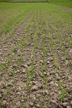 Green grain not ready for harvest growing in a farm field