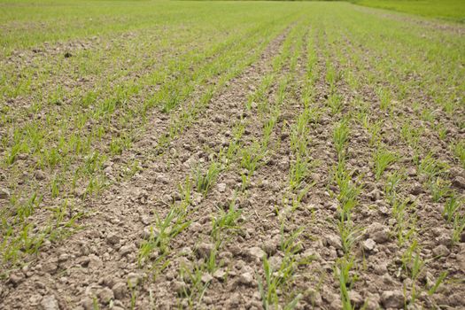 Green grain not ready for harvest growing in a farm field