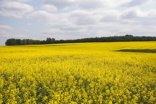 Yellow oilseed rape in southern Poland