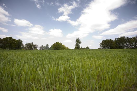 Green grain not ready for harvest