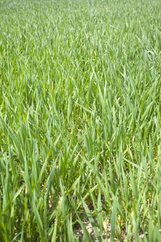 Green grain not ready for harvest