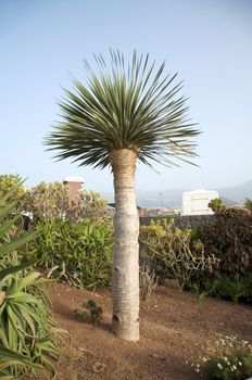 typical palm of canary islands at tenerife spain