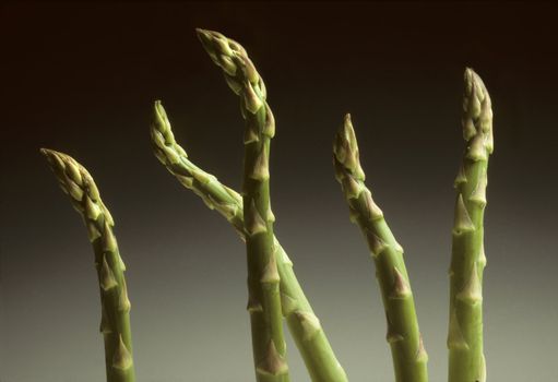 Five Asparagus spears against a gradated black to gray background