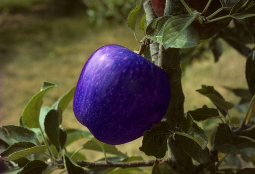 Blue apple on a tree in an orchard