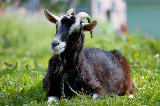 Goat lies on the grass