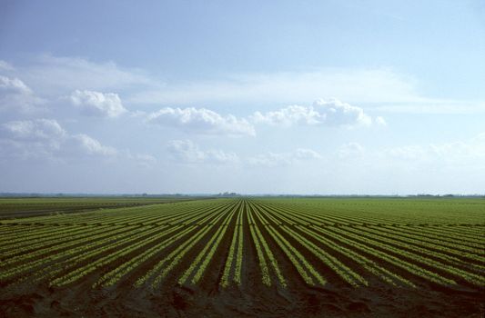 Rows of young carrot plants growing in field