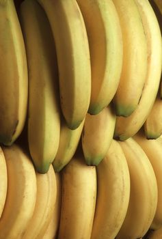 Bunches of yellow bananas with green tip. Vertical