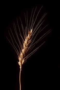 A single stalk of wheat against black background