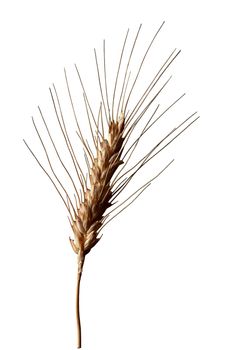 A single stalk of wheat against a white background