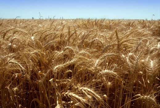 Golden field of wheat against a blue sky. Horizontal