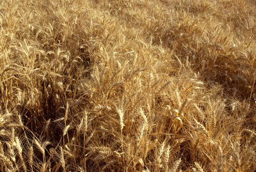 Golden field of wheat plants Horizontal