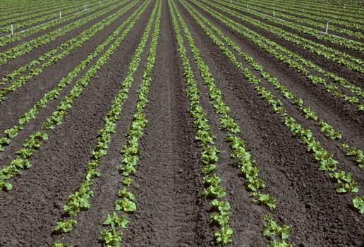 Rows of young lettuce in a field