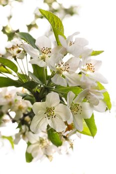 April comes with beautiful white pear blossom on the trees. Bokeh in background.