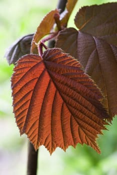 New growing bronze colored leaf of hazel in spring with light shining through it