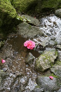 pink flower in the river