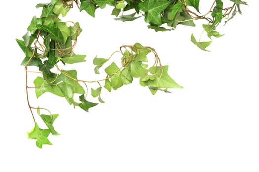 Nice green ivy isolated on white background with clipping path