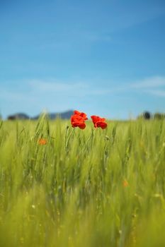 green landscape with red poppies in spain