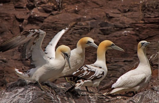Northern Gannets on Bass Rock, Scotland, where they spend the Summer months.