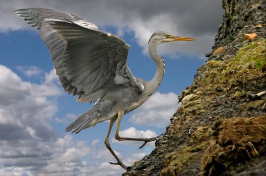 A Grey Heron lands on a hillside in Yorkshire, England.