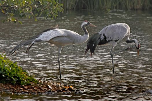 A male and a female Crane make a rare visit to Norfolk in England.