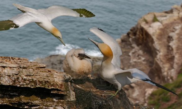 A male Northern Gannet flies back to the female and Chick at Bempton Cliffs in Yorkshire, England