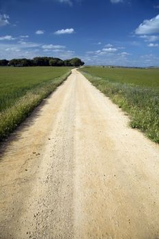 sand track in the countryside of belmonte in spain