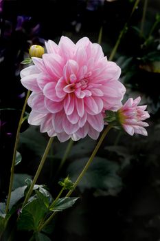 A pink Dahlia in a Staffordshire garden in England.