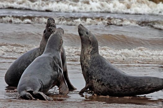 Two female Atlantic Grey Seals vie for the attention of the male, during the mating season at Donna Nook in Lincolnshire, England.
