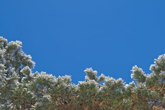 Pine-tree covered with snow, view from below