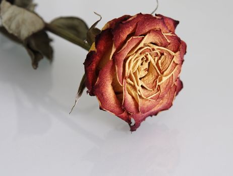 Close-up of faded rose with reflection on blue background