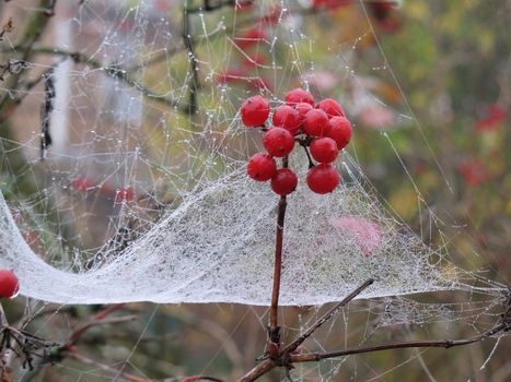 Morning dew on spider web and red gaitre berries.
